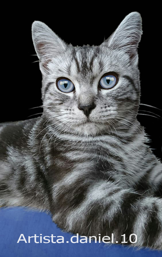 Retrato digital de Gato