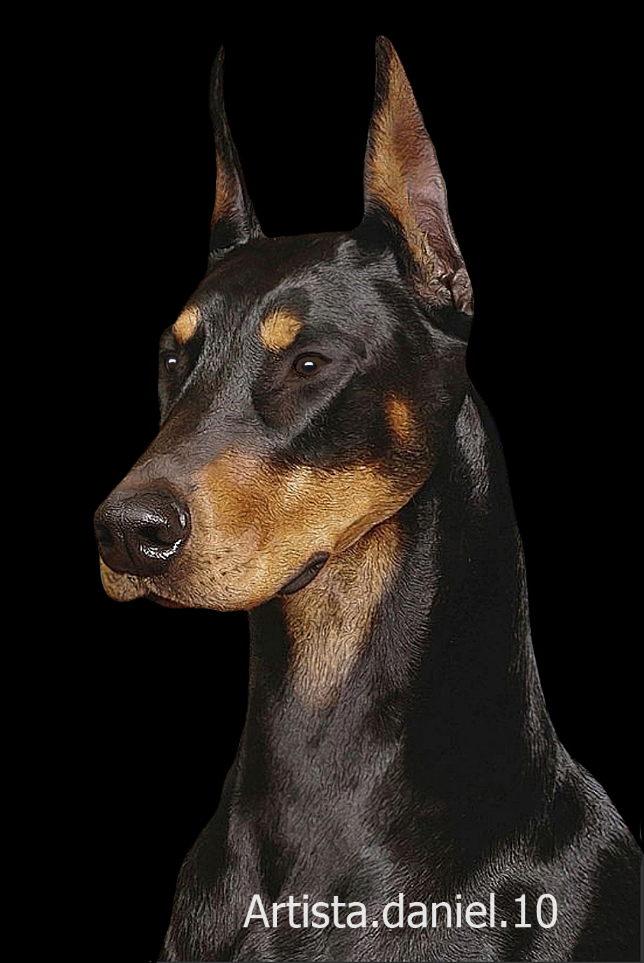 Retrato digital de mascota doberman