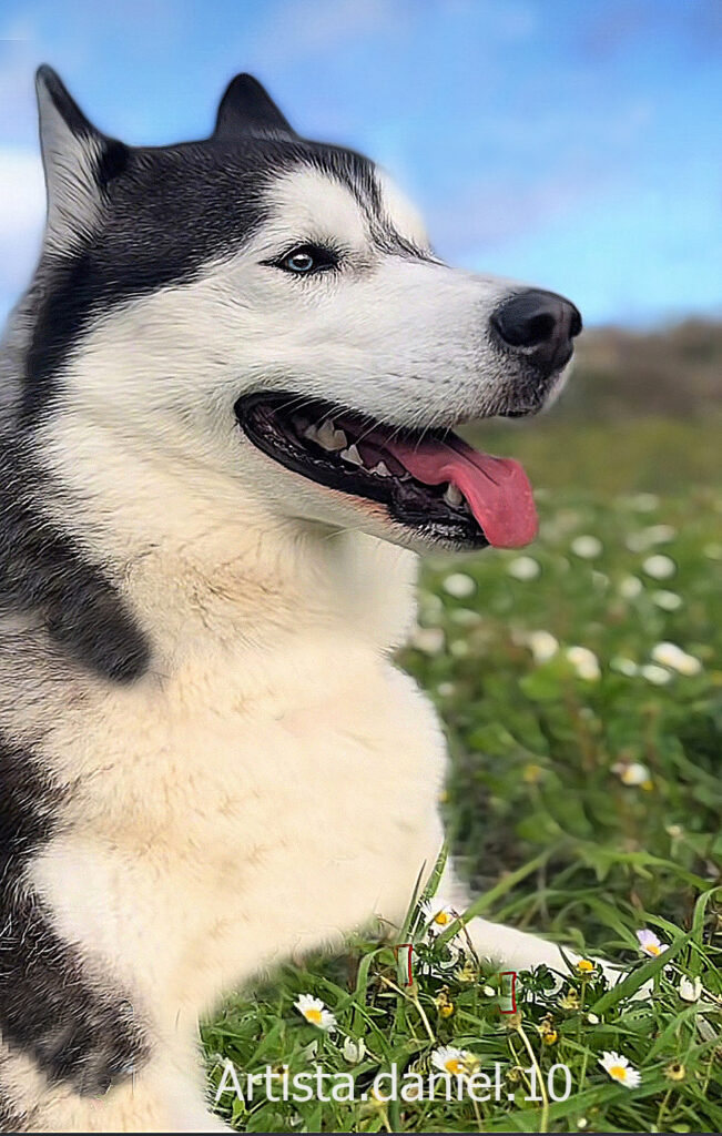Retrato digital de mascota husky