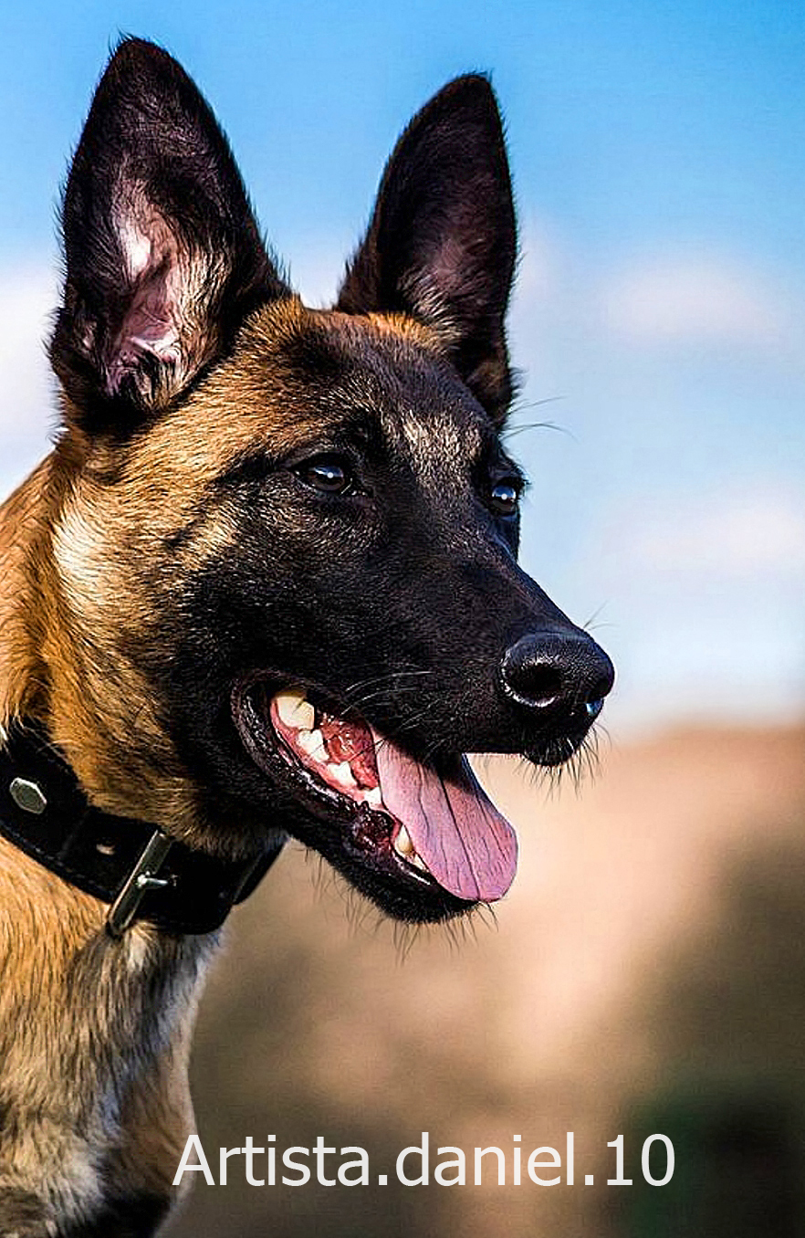 Retrato digital de mascota pastor belga malinois