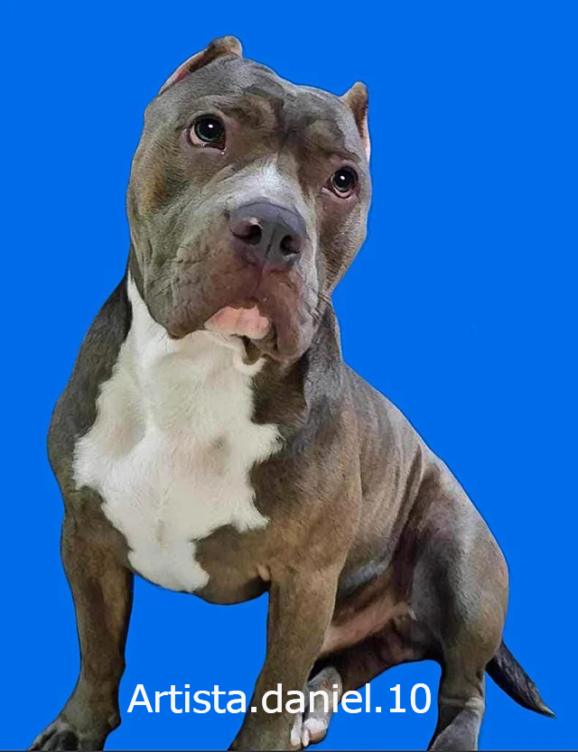 Retrato digital de mascota pitbull